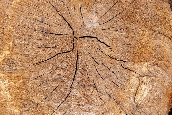 Eski Çürük Odunların Kesiti Kara Yılan Alnus Glutinosa — Stok fotoğraf