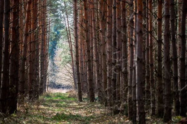 Ormanda bir sınır ve bir yangın yolu var. Kampinos Ulusal Parkı, Polonya.