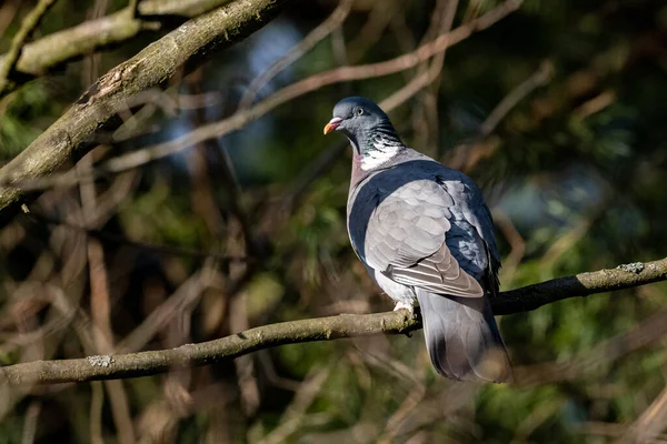 Holub Obecný Columba Palumbus Mazovia Polsko — Stock fotografie