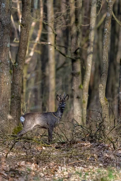 Ciervo Capreolus Capreolus Bosque Parque Nacional Kampinoski Polonia — Foto de Stock