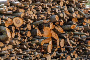 Kıştan önce kuruyan bir odun yığını.