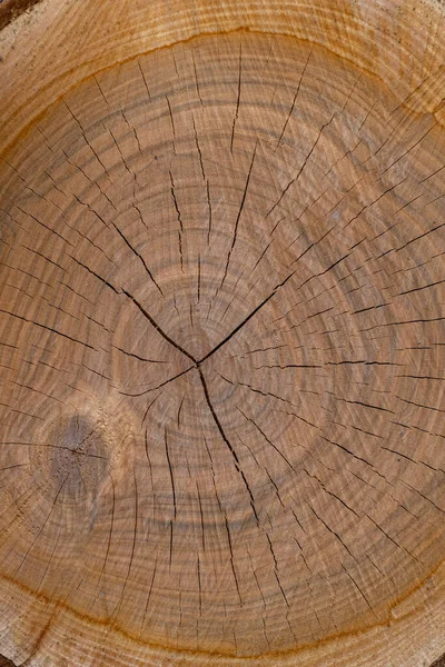 Vişne Ağacı Kesitinin Yakın Çekimi — Stok fotoğraf