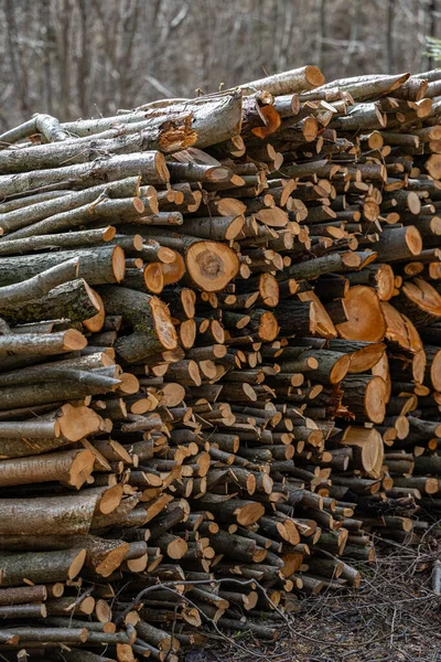Ein Haufen Brennholz Der Vor Dem Winter Trocknet — Stockfoto