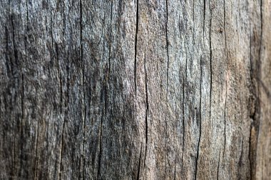 Old wood natural background. European (Common) beech, fagus sylvatica.