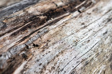 Eski ahşap doğal arka plan. Avrupa (ortak) kayın, ibne silvatica.