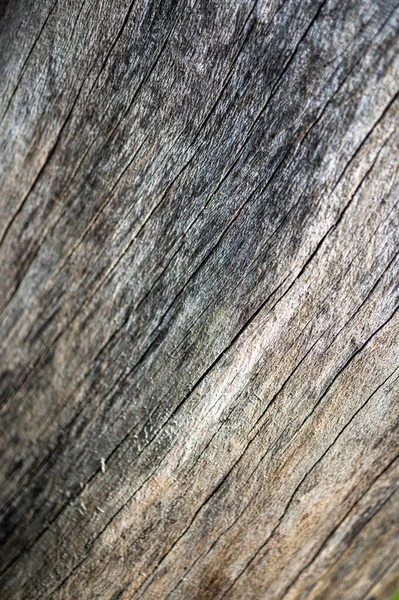 Старое Дерево Естественного Фона Европейский Общий Бук Педик Пестрый — стоковое фото