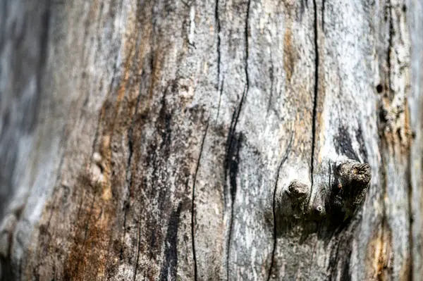 Old Wood Natural Background European Common Beech Fagus Sylvatica — Fotografia de Stock