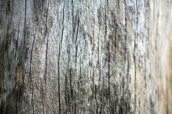 Eski ahşap doğal arka plan. Avrupa (ortak) kayın, ibne silvatica.