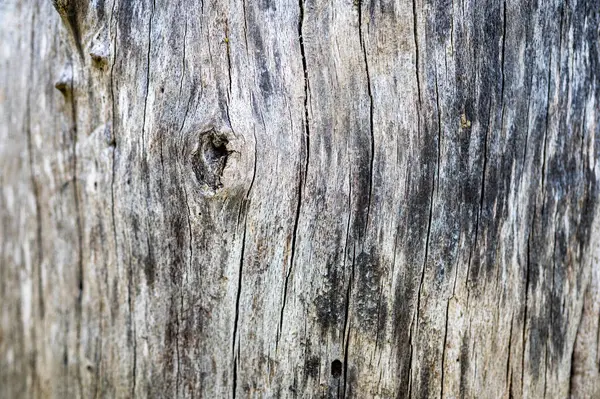 Eski ahşap doğal arka plan. Avrupa (ortak) kayın, ibne silvatica.