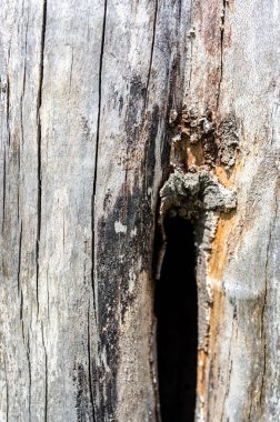 Eski ahşap doğal arka plan. Avrupa (ortak) kayın, ibne silvatica.