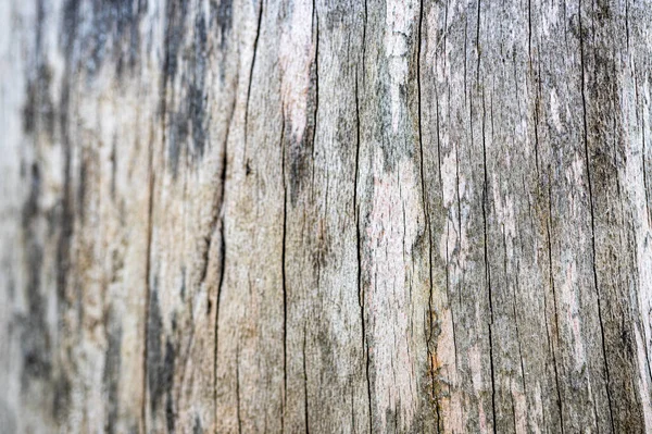 Old Wood Natural Background European Common Beech Fagus Sylvatica — Stock Photo, Image