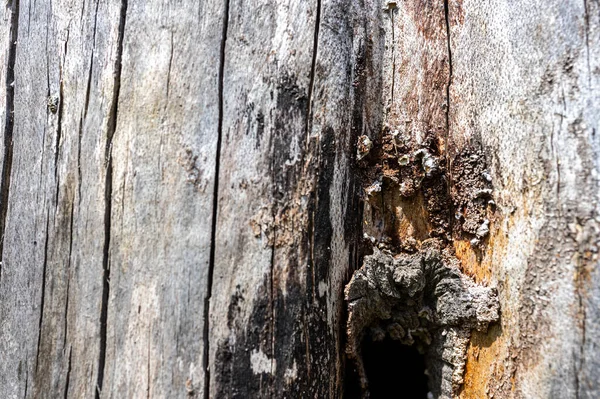 Старое Дерево Естественного Фона Европейский Общий Бук Педик Пестрый — стоковое фото