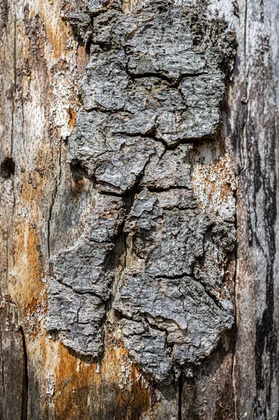 老木料的天然背景 山毛榉 Fagus Sylvatica — 图库照片