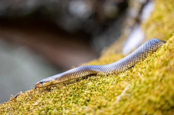 Aesculapian Snake Zamenis Longissimus San River Valley Bieszczady Polónia — Fotografia de Stock
