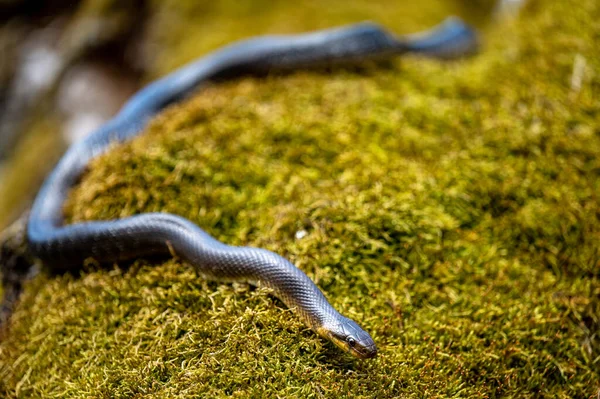 Aesculapian Snake Zamenis Longissimus San River Valley Bieszczady Polónia — Fotografia de Stock
