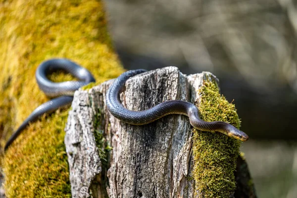 Aesculapian Snake Zamenis Longissimus San River Valley Bieszczady Polónia — Fotografia de Stock