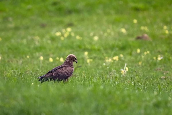Bird Prey Meadow Lesser Spotted Eagle Clanga Pomarina — Stockfoto