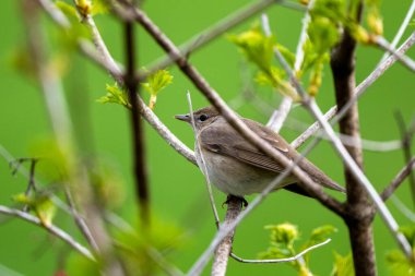 Kuş çalıların arasına saklandı. Bahçe bülbülü, Sylvia Borin, Polonya. 