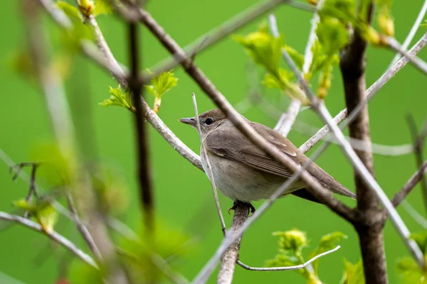 Kuş çalıların arasına saklandı. Bahçe bülbülü, Sylvia Borin, Polonya. 