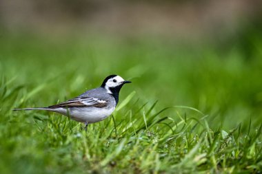Beyaz Wagtail, Motacilla alba, çimlerin üzerinde.