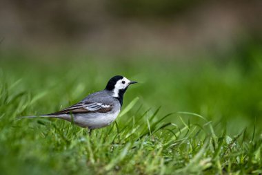 Beyaz Wagtail, Motacilla alba, çimlerin üzerinde.