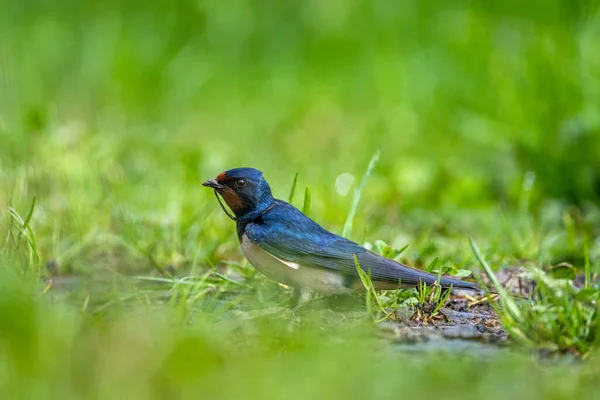 Bird Collecting Nest Material Barn Swallow Hirundo Rustica Carpathians Poland — 스톡 사진