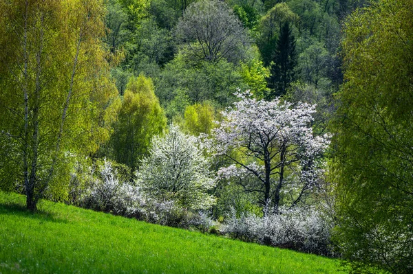 Natura Pęka Wiosennymi Kolorami Wieś Krywe Bieszczady Karpaty Polska — Zdjęcie stockowe