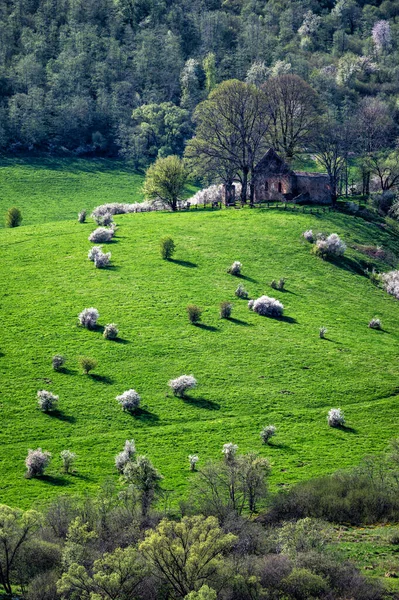 Natura Pęka Wiosennymi Kolorami Wieś Krywe Bieszczady Karpaty Polska — Zdjęcie stockowe