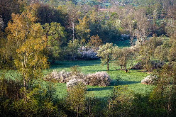 Burst Spring Nature Background San River Valley Bieszczady Carpathians Poland — Stock Photo, Image