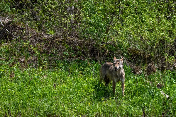 Lobo Gris Canis Lupus Bosque Montañas Bieszczady Cárpatos Polonia — Foto de Stock