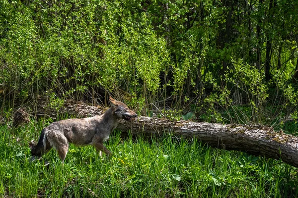 Grijze Wolf Canis Lupus Het Bos Bieszczady Mountains Karpaten Polen — Stockfoto