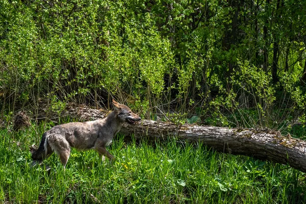 Canis Lupus — ஸ்டாக் புகைப்படம்