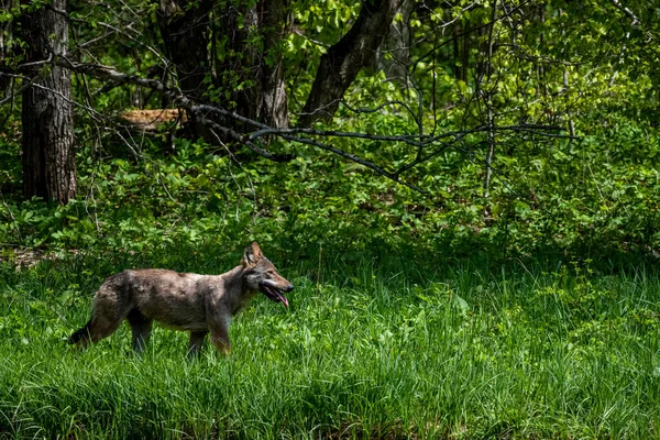 Grey Wolf Canis Lupus Forest Bieszczady Mountains Carpathians Poland — Fotografia de Stock