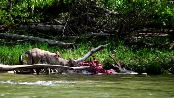 Серый Волк Canis Lupus Поедающий Охоту Оленя Бещады Карпаты Польша — стоковое видео