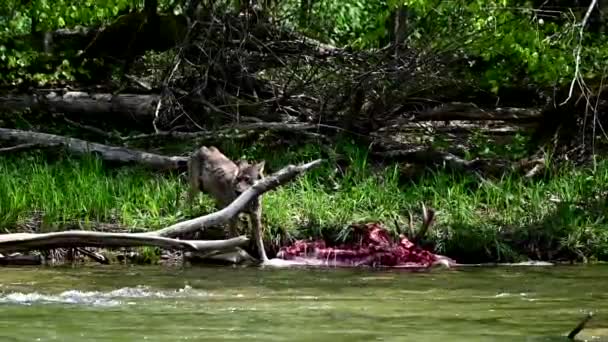 Gray Wolf Canis Lupus Eating Hunted Deer Bieszczady Mountains Carpathians — ストック動画