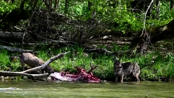 Lobo Cinzento Canis Lupus Comendo Veado Caçado Bieszczady Mountains Cárpatos — Vídeo de Stock