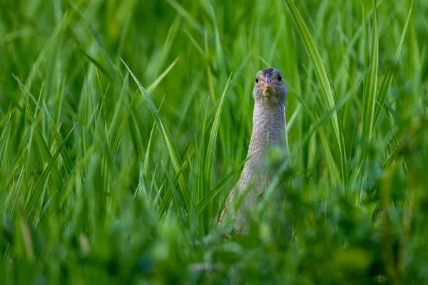 Corncrake Crex Crex Cantando Prado Bieszczady Montañas Cárpatos Polonia —  Fotos de Stock