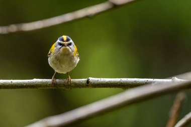 Bir kuş daldan ötüyor. Fotokopi alanı olan doğa. Yaygın Firecrest, Regulus ignicapilla.