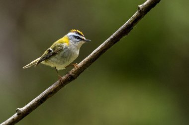 Bir kuş daldan ötüyor. Fotokopi alanı olan doğa. Yaygın Firecrest, Regulus ignicapilla.