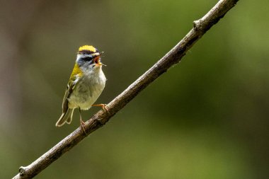 Bir kuş daldan ötüyor. Fotokopi alanı olan doğa. Yaygın Firecrest, Regulus ignicapilla.