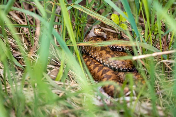 Common European Viper Vipera Berus Bieszczady Mountains Carpathians Poland — Fotografia de Stock