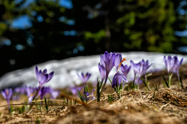 Typical Spring Mountain Flowers Crocus Vernus Crocus Heuffelianus Crocus Scepusiensis — Stockfoto