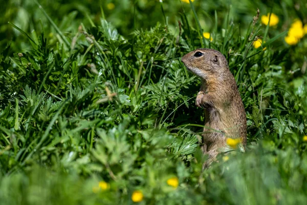 European Ground Squirrel European Souslik Spermophilus Citellus Muran Plateau National — Stock Photo, Image