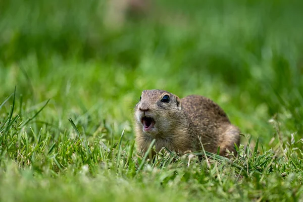 European Ground Squirrel European Souslik Spermophilus Citellus Muran Plateau National — Stock Photo, Image