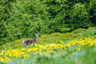 Kırmızı geyik (Cervus elaphus) bir çayırda arka. Karpatlar, Polonya.