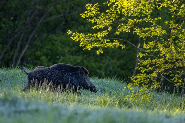 Dziki Sus Scrofa Łące — Zdjęcie stockowe