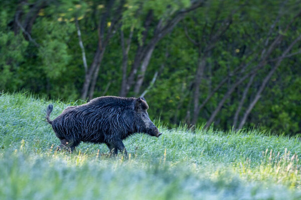 Wild boar (Sus scrofa) in the meadow.