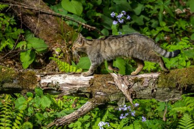 Ormanda Vahşi Kedi (Felis catus).