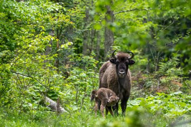 Avrupa Bizonu (Bison bonasus). Bieszczady Dağları, Karpatlar, Polonya.