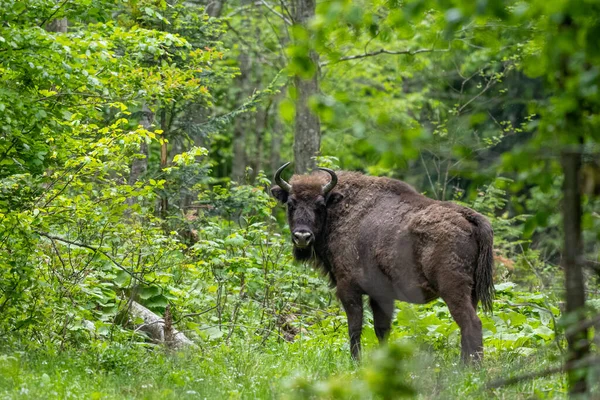 European Bison Bison Bonasus Las Montañas Bieszczady Cárpatos Polonia —  Fotos de Stock